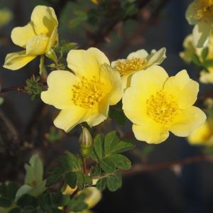 Canary Bird rose - Yellow Shrub - Gardenroses.co.uk