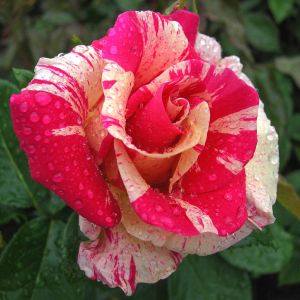 Candyland rose | Striped Climber | Gardenroses.co.uk