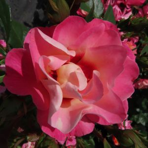 Catherine rose - Pink and Apricot Floribunda - Gardenroses.co.uk