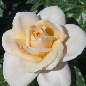 Champagne Moment rose - Cream Floribunda - Gardenroses.co.uk