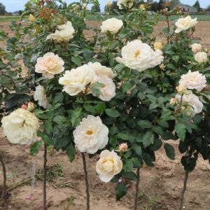 Champagne Moment standard rose - Cream Floribunda - Gardenroses.co.uk