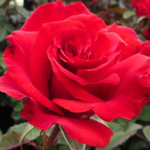 Charles Dickens rose - Red Hybrid Tea - Gardenroses.co.uk