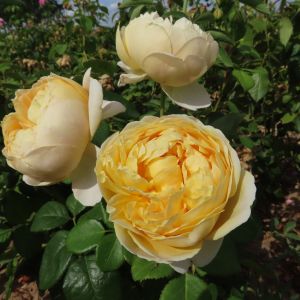 Charles Darwin rose - Yellow Shrub - Gardenroses.co.uk