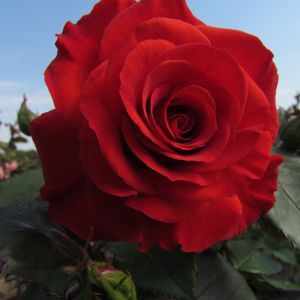 Best Dad rose - Red Hybrid Tea - Gardenroses.co.uk