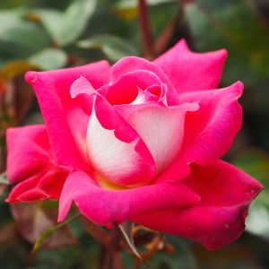 Charlie's Rose - Pink/Red Hybrid Tea - Gardenroses.co.uk