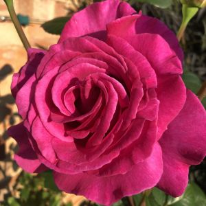 Chartreuse de Parme rose - Pink Hybrid Tea - Gardenroses.co.uk