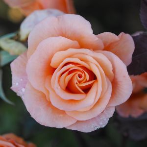 Cherished Pet rose - Apricot Floribunda - Gardenroses.co.uk