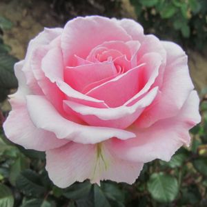 Chloe rose - Pink Floribunda - Gardenroses.co.uk