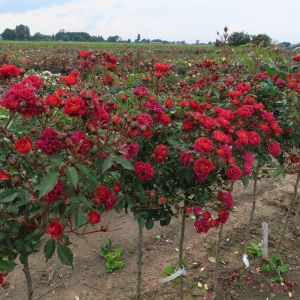 Chocolate Drop standard rose - Red/Brown Floribunda - Gardenroses.co.uk