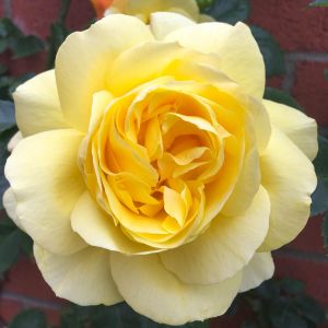 Chris rose - Yellow Climber - Gardenroses.co.uk