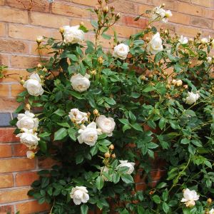 Claire Austin rose - Cream Climber - Gardenroses.co.uk