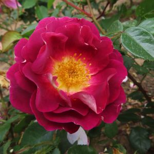 Claire rose - Purple Floribunda - Gardenroses.co.uk