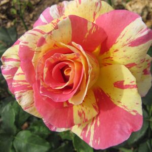 Claude Monet rose - Pink and Yellow Hybrid Tea - Gardenroses.co.uk