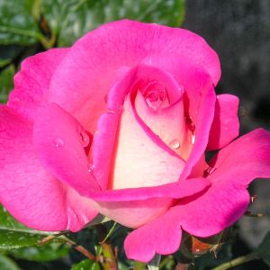 Cliff Richard rose - Pink Floribunda - Gardenroses.co.uk