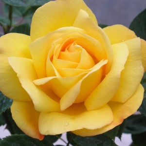 Climbing Arthur Bell rose - Yellow Climber - Gardenroses.co.uk