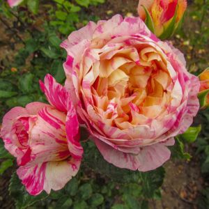 Climbing Claude Monet rose - Striped Climber - Gardenroses.co.uk