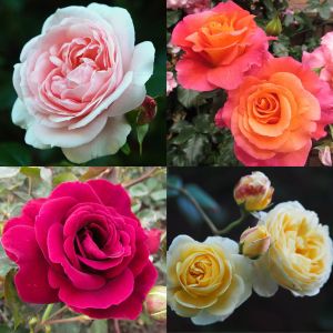 Climbing Rose Container Collection