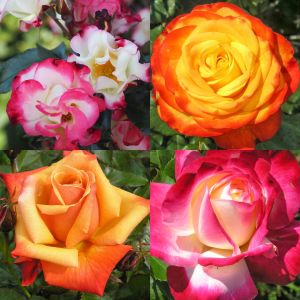 Two Tone Roses Container Collection