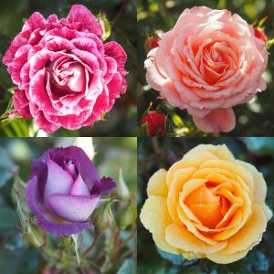 Floribunda Rose Container Collection