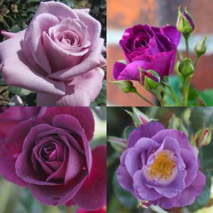 Purple & Lilac Rose Container Collection
