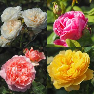Shrub Rose Container Collection