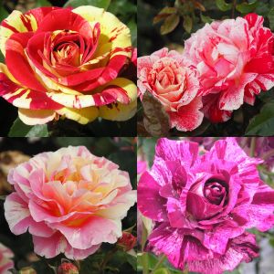 Striped Rose Container Collection