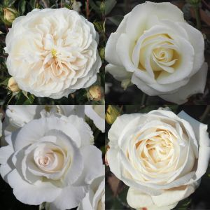 White & Cream Rose Container Collection