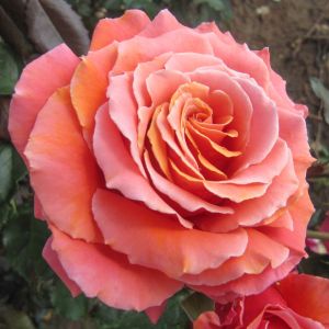 Copper Lights rose - Orange Hybrid Tea - Gardenroses.co.uk