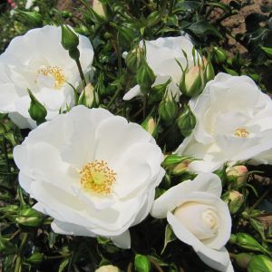 County of Yorkshire rose - White Ground Cover - gardenroses.co.uk
