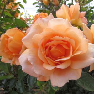 The Coventry Cathedral Rose | Apricot Floribunda | Gardenroses.co.uk