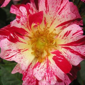 Crazy For You rose - Striped Floribunda - Gardenroses.co.uk