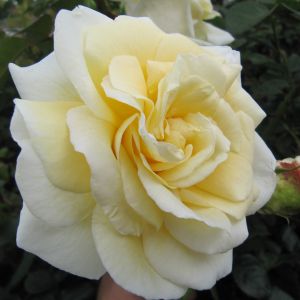 Creme De La Creme rose - Cream Climber - Gardenroses.co.uk
