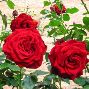 Crimson Cascade rose - Red Climber - Gardenroses.co.uk