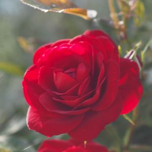Crimson Sweet Dream rose - Red Patio - Gardenroses.co.uk