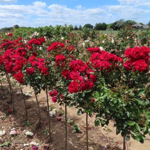 Crimson Sweet Dream standard rose - Red Patio - Gardenroses.co.uk