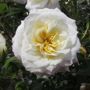Cutie rose - White Patio - gardenroses.co.uk