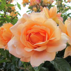 Dad's Delight rose - Apricot Floribunda - Gardenroses.co.uk