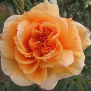 Dame Judi Dench rose - Apricot Shrub - Gardenroses.co.uk