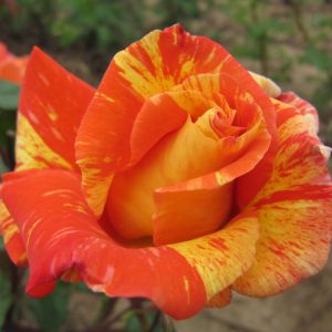 Dancing Sunset rose - Orange Striped Climber - Gardenroses.co.uk