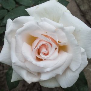 Daniel rose - White Hybrid Tea - Gardenroses.co.uk