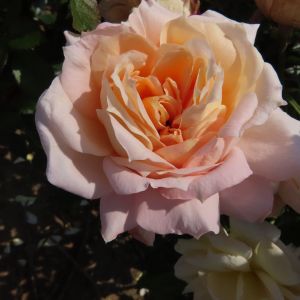 Darling Daughter rose - Apricot Floribunda - Gardenroses.co.uk