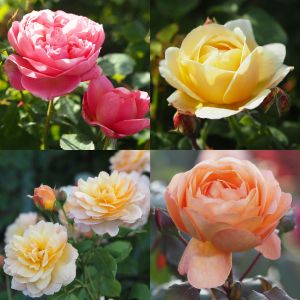 David Austin Rose Container Collection