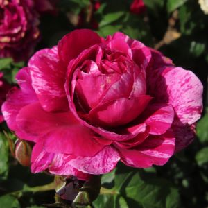 David's Rose - Pink/Red Striped Floribunda Rose - Gardenroses.co.uk