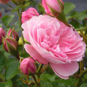 Dear Daughter rose - Pink Floribunda - Gardenroses.co.uk