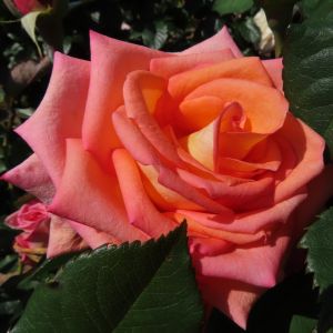 Dear Dad rose - Salmon Hybrid Tea - Gardenroses.co.uk