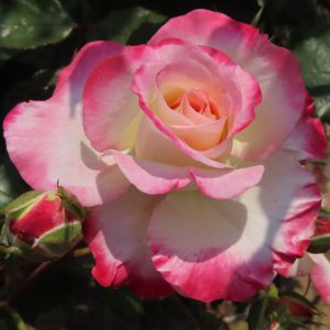 Dear Granny rose - White and Pink Floribunda - Gardenroses.co.uk