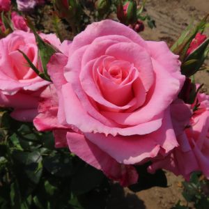 Debbie's Dream rose - Pink Hybrid Tea - Gardenroses.co.uk