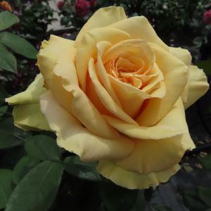 Jan's Delight rose - Yellow Hybrid Tea - Gardenroses.co.uk