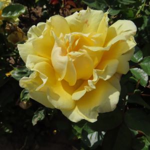 Del Boy- Yellow Floribunda Rose - Gardenroses.co.uk