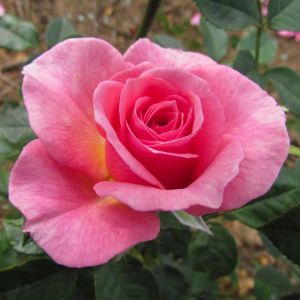 Delightful rose - Pink Climber - Gardenroses.co.uk